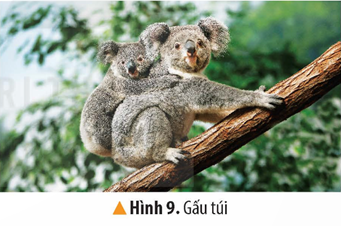Khởi động: Thế giới có nhiều châu lục và đại dương. Hãy kể tên một số châu lục và đại dương mà em biết.Giải chi tiết:Một số châu lục và đại dương mà em biết: châu Âu, châu Phi, châu Mỹ, Đại Tây Dương, Thái Bình Dương,…1. CÁC CHÂU LỤC TRÊN THẾ GIỚICâu hỏi: Đọc thông tin và quan sát hình 1 và bảng 1, em hãy:- Kể tên và xác định vị trí địa lí của các châu lục trên bản đồ.- So sánh diện tích của các châu lục trên thế giới Giải chi tiết:- Có 6 châu lục là: châu Á, châu Âu, châu Phi, châu Mỹ, châu Đại Dương, châu Nam Cực- Châu Á có diện tích lớn nhất, lớn thứ hai là châu Mỹ và đứng thứ ba là châu Phi. Những châu lục còn lại có diện tích nhỏ nhất xếp theo thứ tự lần lượt là: châu Đại Dương, châu Âu, châu Nam CựcCâu hỏi: Đọc thông tin, sử dụng quả Địa Cầu và quan sát các hình từ 2 đến 10, em hãy- Kể tên và xác định vị trí của một số dãy núi, cao nguyên, đồng bằng lớn của thế giới trên quả Địa Cầu- Nêu một số đặc điểm tự nhiên nổi bật của các châu lụcGiải chi tiết:Một số dãy núi, cao nguyên, đồng bằng lớn của thế giới là: dãy Hi-ma-lay-a ở Nê-pan, dãy An-pơ ở Thuỵ Sỹ, hoang mạc Xa-ha-ra ở Ma-rốc,...Một số đặc điểm tự nhiên nổi bật của các châu lục:- Châu Á: + Địa hình đa dạng bao gồm núi, cao nguyên và các đồng bằng châu thổ rộng lớn+ Có đủ các khí hậu (xích đạo, nhiệt đới, ôn đới, hàn đới)+ Có nhiều hệ thống sông lớn và các hồ lớn+ Thiên nhiên phân hoá đa dạng- Châu Âu:+ Đồng bằng chiếm 2/3 diện tích và kéo dài từ tây sang đông, đồi núi chiếm 1/3 diện tích và tập trung ở phía nam+ Khí hậu ôn đới, thiên nhiên thay đổi theo mùa và vị trí gần hay xa biển+ Có nhiều sông nhưng chủ yếu là sông nhỏ- Châu Phi:+ Địa hình khá cao, chủ yếu có các sơn nguyên xen với bồn địa thấp+ Khí hậu khô, nóng bậc nhất thế giới nên hình thành nên các hoang mạc rộng lớn+ Mạng lưới sông ngòi thưa thớt và phân bố không đều- Châu Mỹ:+ Bao gồm 2 lục địa là Bắc Mỹ và Nam Mỹ, nối với nhau bởi eo đất Trung Mỹ+ Chia làm 3 khu vực rõ rệt: phía tây là các dãy núi cao, ở giữa là các đồng bằng và phía đông là các dãy núi, cao nguyên thấp+ Khí hậu phân theo chiều bắc – nam, đông – tây và theo độ cao+ Thiên nhiên đa dạng với hệ thống sông, hồ dày- Châu Đại Dương:+ Gồm lục địa Ô-xtrây-li-a và các đảo, quần đảo ở trung tâm Thái Bình Dương+ Lục địa Ô-xtrây-li-a gồm các vùng núi phía đông, đồng bằng, bồn địa ở trung tâm và cao nguyên ở phía tây. Khí hậu khô hạn, tài nguyên sinh vật độc đáo+ Các đảo và quần đảo có khí hậu nóng ẩm, rừng rậm và rừng dừa bao phủ- Châu Nam Cực: + Địa hình là cao nguyên cao, phủ 1 lớp băng dày, khí hậu lạnh và khô nhất trên Trái Đất+ Thực vật nghèo nàn, chỉ có các loài chịu được lạnh như chim cánh cụt, hải cẩu,…2. CÁC ĐẠI DƯƠNG TRÊN THẾ GIỚICâu hỏi: Đọc thông tin, quan sát hình 1 và bảng 2, em hãy:- Kể tên và xác định vị trí địa lí của các đại dương trên lược đồ- So sánh diện tích, độ sâu của các đại dương trên thế giớiGiải chi tiết:- Có 5 đại dương trên thế giới: Thái Bình Dương, Đại Tây Dương, Ấn Độ Dương, Bắc Băng Dương, Nam Đại Dương- Trong số các đại dương, đại dương có diện tích lớn nhất là Thái Bình Dương, sau đó đến Đại Tây Dương, Ấn Độ Dương, Nam Đại Dương và nhỏ nhất là Bắc Băng Dương- Trong số các đại dương, đại dương có độ sâu lớn nhất là Thái Bình Dương, sau đó đến Ấn Độ Dương, Đại Tây Dương, Nam Đại Dương và nhỏ nhất là Bắc Băng Dương3. LUYỆN TẬPHãy trả lời các câu hỏi dưới đâya) Châu lục, đại dương nào có diện tích lớn nhất trên thế giới?b) Châu lục, đại dương nào có diện tích nhỏ nhất trên thế giới?c) Châu lục nào lạnh và khô nhất thế giới?d) Hoang mạc Xa-ha-ra nằm ở châu lục nào?Giải chi tiết:a) Châu Á và Thái Bình Dương có diện tích lớn nhất trên thế giớib) Châu Đại Dương và Bắc Băng Dương có diện tích nhỏ nhất trên thế giớic) Châu Nam Cực lạnh và khô nhất thế giớid) Hoang mạc Xa-ha-ra nằm ở châu Phi4. VẬN DỤNG