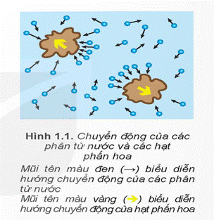 KHỞI ĐỘNGHãy dựa trên những kiến thức đã học về cấu tạo chất để giải thích tại sao cùng một chất lại có thể tồn tại ở các thể khác nhau là rắn, lỏng, khí.Giải chi tiết:Những kiến thức đã học về cấu tạo chất:- Các chất được cấu tạo từ các hạt riêng biệt là phân tử.- Các phân tử chuyển động không ngừng.- Các phân tử chuyển động càng nhanh thì nhiệt độ của vật càng cao.Ta lấy ví dụ cho dễ hiểu như sau: Nước có ba trạng thái là rắn, lỏng, khí. Khi nhiệt độ < 0ºC thì nước sẽ tồn tại ở trạng thái rắn bởi vì khi nhiệt độ càng cao thì các phân tử chuyển động chậm hơn, các phân tử sẽ ở gần nhau hơn, lực tương tác giữa các phân tử chất rắn rất mạnh nên giữ được các phân tử này ở vị trí xác định và làm cho chúng chỉ có thể dao động xung quanh các vị trí cân bằng xác định này. Khi nhiệt độ > 100℃ thì nước sẽ tồn tại ở trạng thái hơi (khí) bởi vì nhiệt độ cao thì các phân tử chuyển động càng nhanh, làm cho các phân tử ở xa nhau hơn, lực tương tác giữa các phân tử trở nên rất yếu nên chuyển động hoàn toàn hỗn loạn.Khi nhiệt độ ở < 100℃ và > 0℃ thì nước sẽ tồn tại ở trạng thái lỏng bởi vì lực tương tác các phân tử ở thể lỏng lớn hơn lực tương tác ở thể khí nên nó không chuyển động hỗn loạn như thể khí và lực tương tác các phân tử ở thể lỏng cũng nhỏ hơn lực tương tác các phân tử ở thể khí nên nó không thể giữ các phân tử ở những vị trí xác định như thể rắn được mà nó sẽ dao động xung quanh các vị trí cân bằng nhưng không cố định mà di chuyển.I. MÔ HÌNH ĐỘNG HỌC PHÂN TỬ VỀ CẤU TẠO CHẤTHoạt động 1: Trong lịch sử phát triển của khoa học, có hai quan điểm khác nhau về cấu tạo chất là quan điểm chất có cấu tạo liên tục và chất có cấu tạo gián đoạn. Mô hình động học phân tử được xây dựng trên quan điểm nào?Giải chi tiết:Mô hình động học phân tử được xây dựng trên quan điểm chất có cấu tạo gián đoạn.Hoạt động 2: Năm 1827, khi làm thí nghiệm quan sát các hạt phấn hoa rất nhỏ trong nước bằng kính hiển vi, Brown thấy chúng chuyển động hỗn loạn, không ngừng. (Hình 1.1 và Hình 1.2). Chuyển động này được gọi là chuyển động Brown.Tại sao thí nghiệm của Brown được coi là một trong những thí nghiệm chứng tỏ các phân tử chuyển động hỗn loạn, không ngừng?Làm thế nào để với thí nghiệm của Brown có thể chứng tỏ được khi nhiệt độ của nước càng cao thì các phân tử nước chuyển động càng nhanh?Giải chi tiết:Vì những phân tử, nguyên tử luôn luôn chuyển động hỗn loạn không ngừng tới mọi phía.Nhìn hình ảnh trên, ta có thể thấy được hướng chuyển động của các hạt phấn hoa dưới tác động của phân tử nước đều hỗn loạn không ngừng, đi về mọi phía.Để để chứng tỏ thí nghiệm của Brown khi nhiệt độ của nước càng cao thì các phân tử nước chuyển động càng nhanh ta có thể cho đóng đá hoặc đun sôi các hạt phấn hoa trong nước.Hoạt động 3: Hãy tìm các hiện tượng thực tế chứng tỏ giữa các phân tử có lực đẩy, lực hút.Giải chi tiết:Ví dụ : Giữa các phân tử có lưc hút là: để hai giọt nước tiếp xúc nhau thì chúng sẽ bị lực hút vào nhau nhập làm một giọt.Giữa các phân tử có lực đẩy là: chúng ta rất khó làm giảm thể tích của một khối chất lỏng II. CẤU TRÚC CỦA CHẤT RẮN, CHẤT LỎNG VÀ CHẤT KHÍHoạt động 1: Hãy dựa vào Hình 1.3 để mô tả, so sánh khoảng cách và sự sắp xếp (a), chuyển động (b) của phân tử ở các thể khác nhau. Từ đó mô tả một cách sơ lược về cấu trúc của chất rắn, chất lỏng, chất khí.Giải chi tiết:Mô tả: - Khoảng cách: Hình a của thể khí các phân tử có khoảng cách xa nhau, và sắp xếp không có trật tự. Hình a của thể rắn thì các phân tử có khoảng cách rất gần nhau và sắp xếp rất trật tự. Hình a của thể lỏng thì các phân tử có khoảng cách vừa phải, sắp xếp không trật tự.- Chuyển động: Hình a của thể khí thì các phân tử chuyển động vô cùng hỗn loạn, không theo một trật tự nào cả. Hình a của thể rắn thì các phân tử chyển động chậm, có trật tự và chỉ dao động xung quanh một vị trí xác định. Hình a của thể lỏng thì các phân tử chuyển động vừa phải, nó dao động quanh các vị trí cân bằng nhưng không cố định mà nó di chuyển.Cấu trúc của chất rắn: Các phân tử ở gần nhau (khoảng cách giữa các phân tử chỉ vào cỡ kích thước của chúng). Lực tương tác giữa các phân tử chất rắn rất mạnh nên giữ được các phân tử chất rắn rất mạnh nên giữ được các phân tử này ở các vị trí xác định và làm cho chúng chỉ có thể dao động xung quanh các vị trí cân bằng xác định này. Vì thế, các vật rắn có thể tích và hình dạng riêng xác định.Cấu trúc của chất lỏng: lực tương tác các phân tử ở thể lỏng lớn hơn lực tương tác ở thể khí nên nó không chuyển động hỗn loạn như thể khí và lực tương tác các phân tử ở thể lỏng cũng nhỏ hơn lực tương tác các phân tử ở thể khí nên nó không thể giữ các phân tử ở những vị trí xác định như thể rắn được mà nó sẽ dao động xung quanh các vị trí cân bằng nhưng không cố định mà di chuyển.Cấu trúc của chất khí: các phân tử ở xa nhau (khoảng cách giữa các phân tử lớn gấp hàng chục lần kích thước của chúng). Lực tương tác giữa các phân tử rất yếu nên các phân tử chuyển động hoàn toàn hỗn loạn. Vì thế, chất khí không có hình dạng và thể tích riêng. Chất khí chiếm toàn bộ thể tích của bình chứa và có thể nén được dễ dàng.Hoạt động 2: Hãy giải thích các đặc điểm sau đây của thể khí, thể rắn, thể lỏng.Chất khí không có hình dạng và thể tích riêng, luôn chiếm toàn bộ thể tích bình chứa và có thể nén được dễ dàng.Vật ở thể rắn có thể tích và hình dạng riêng, rất khó nén.Vật ở thể lỏng có thể tích riêng nhưng không có hình dạng riêng.Giải chi tiết:Vì lực liên kết giữa các phân tử chất khí rất yếu, chuyển động hỗn loạn không ngừng nên chất khí có thể chiếm toàn bộ thể tích bình chứa và có thể nén được dễ dàng.Vì các nguyên tử, phân tử ở gần nhau, lực tương tác giữa các nguyên tử, phân tử rất mạnh nên giữ được các nguyên tử, phân tử này ở vị trí xác định và làm cho chúng chỉ có thể dao động xung quanh các vị trí cân bằng xác định này, nên các vật có thể tích và hình dạng riêng, rất khó nén.Vì lực tương tác giữa các phân tử chất lỏng lớn hơn lực tương tác giữa các nguyên tử, phân tử chất khi nên giữ được các nguyên tử, phân tử không chuyển động phân tán ra xa nhau. Nhờ đó chất lỏng có thể tích riêng xác định. Nhưng lực này chưa đủ lớn giống chất rắn để giữ các phân tử ở những vị trí xác định được. Nên các phân tử ở thể lỏng cũng dao động xunh quang các vị trí cân bằng, nhưng những vị trí này không có định mà di chuyển nên là chất lỏng không có hình dạng riêng.III. SỰ CHUYỂN THỂ