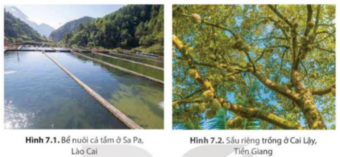 MỞ ĐẦUKhí hậu và nguồn nước là những yếu tố có ảnh hưởng lớn tới hoạt động sản xuất và sinh hoạt của con người. Hãy lấy ví dụ về ảnh hưởng của khí hậu và nguồn nước đối với hoạt động sản xuất ở nước ta.Giải chi tiết:Ví dụ:Nước ta có khí hậu nhiệt đới ẩm gió mùa giúp phát triển nền nông nghiệp nhiệt đới với các sản phẩm nông sản của miền nhiệt đới. -> Sản phẩm của ngành công nghiệp chế biến nước ta: cà phê, cao su, chè,...Nguồn nước: là điều kiện quan trọng cho việc phân bố các xí nghiệp của nhiều ngành công nghiệp như luyện kim (đen và màu), dệt, nhuộm, giấy, hóa chất, chế biến thực phẩm,... Ớ những vùng có mạng lưới sông ngòi dày đặc, lại chảy trên những địa hình khác nhau tạo nên nhiều tiềm năng cho công nghiệp thủy điện. 1. ẢNH HƯỞNG CỦA KHÍ HẬU ĐỐI VỚI SẢN XUẤT NÔNG NGHIỆPNhiệm vụ 1: CH: Dựa vào thông tin và các hình 7.1, 7.2 trong mục 1, hãy phân tích ảnh hưởng của khí hậu đối với sản xuất nông nghiệp.Giải chi tiết:Ảnh hưởng của khí hậu đối với sản xuất nông nghiệp:Tích cực:- Tính chất nhiệt đới tạo nên một nền nông nghiệp nhiệt đới với nhiều sản phẩm nông nghiệp có giá trị kinh tế cao.- Lượng nhiệt, ẩm dồi dào => thuận lợi để cây trồng, vật nuôi phát triển =>tăng vụ, tăng năng suất.- Sự phân hóa khí hậu => sự đa dạng sản phẩm nông nghiệp.- Phát triển các cây trồng, vật nuôi cận nhiệt và ôn đới do chịu tác động của gió mùa và sự phân hóa khí hậu theo đai cao.Hạn chế:- Nhiều thiên tai (bão, lũ, hạn hán, sương muối,...) gây thiệt hại cho sản xuất nông nghiệp.- Môi trường nóng ẩm => sâu, bệnh phát triển. 2. ẢNH HƯỞNG CỦA KHÍ HẬU ĐỐI VỚI HOẠT ĐỘNG DU LỊCHNhiệm vụ 2:CH: Dựa vào thông tin mục 2, các hình 7.3, 7.4 và hiểu biết cá nhân, hãy lấy ví dụ để phân tích vai trò của khí hậu đối với sự phát triển du lịch ở một số điểm du lịch nổi tiếng ở nước ta.Giải chi tiết:Ở khu vực đồi núi, sự phân hoá của khí hậu theo độ cao tạo điều kiện phát triển các loại hình du lịch như nghỉ dưỡng, tham quan, khám phá,... Các vùng núi cao có khí hậu mát mẻ quanh năm, không khí trong lành là cơ sở để tạo nên các điểm du lịch, như: Sa Pa (Lào Cai), Tam Đảo (Vĩnh Phúc), Bà Nà (Đà Nẵng), Đà Lạt (Lãm Đồng),... Một số điểm thăm quan ở Sa Pa còn có tuyết rơi vào mùa đông.Sự phân hoá của khí hậu giữa miền Bắc và miền Nam ảnh hưởng đến mùa vụ du lịch của hai miền. Các hoạt động du lịch biển ở miền Bắc (Sầm Sơn, Cửa Lò, Lăng Cô,...) hầu như chỉ diễn ra vào mùa hạ còn ở miền Nam (Nha Trang, Phú Quốc, Mũi Né, Vũng Tàu,...) có thể diễn ra quanh năm. 3. TẦM QUAN TRỌNG CỦA VIỆC SỬ DỤNG TỔNG HỢP TÀI NGUYÊN NƯỚC Ở MỘT LƯU VỰC SÔNGNhiệm vụ 3: CH: Dựa vào thông tin mục 3, hãy lấy ví dụ chứng minh được tầm quan trọng của việc sử dụng tổng hợp tài nguyên nước ở một lưu vực sông.Giải chi tiết:Ví dụ:Ở lưu vực sông Hồng có các hồ chứa nước được xây dựng với nhiều mục đích: phát triển thuỷ điện, giao thông đường thuỷ, du lịch, cung cấp nước cho sản xuất (trồng trọt, nuôi trồng và đánh bát thuỷ sản,...) và sinh hoạt,... Các hồ chứa nước này góp phần quan trọng vào việc sử dụng tổng hợp tài nguyên nước ở lưu vực sông Hồng, đồng thời bảo vệ tài nguyên nước trước nguy cơ suy giảm về chất lượng và số lượng.Ở lưu vực sông Cửu Long (sông Mê Công) có tình trạng thiếu nước ngọt cho sản xuất và sinh hoạt vào mùa khô; cùng với tác động của biến đổi khí hậu, mực nước biển dàng càng khiến xâm nhập mặn, hạn hán diễn ra trắm trọng hơn. Để khắc phục tình trạng đó, cần đẩy mạnh việc sử dụng tổng hợp tài nguyên nước ở lưu vực sông Cửu Long thông qua biện pháp cải tạo, mở rộng hệ thống kênh rạch vừa góp phần đảm bảo nước cho sinh hoạt và sản xuất (trồng trọt, nuôi trồng thuỷ sản,..), vừa phòng chống thiên tai (lũ lụt, hạn hán, xâm nhập mặn). LUYỆN TẬPCH: Sự phân hóa khí hậu ở nước ta có ảnh hưởng như thế nào đến hoạt động du lịch.Giải chi tiết:Khí hậu nhiệt đới ẩm gió mùa, có sự phân hóa theo mùa và theo đai cao ở nước ta đã tác động trực tiếp đến sự hình thành các điểm du lịch, loại hình du lịch, mùa vụ du lịch,...- Phân hóa khí hậu theo độ cao ở khu vực đồi núi => Phát triển các loại hình du lịch nghỉ dưỡng, tham quan, khám phá,...- Phân hóa khí hậu giữa 2 miền Bắc - Nam ảnh hưởng đến mùa vụ du lịch:+ Miền Bắc: do nằm ở vĩ độ cao hơn nên có mùa đông lạnh, mùa hạ mát mẻ, nắng nhiều => Các hoạt động du lịch biển thưởng chỉ diễn ra vào mùa hè.+ Miền Nam: biên độ nhiệt năm thấp, nắng nhiều, nhiệt độ trung bình thường trên 25 độ C => hoạt động du lịch biển có thể diễn ra quanh năm. VẬN DỤNG