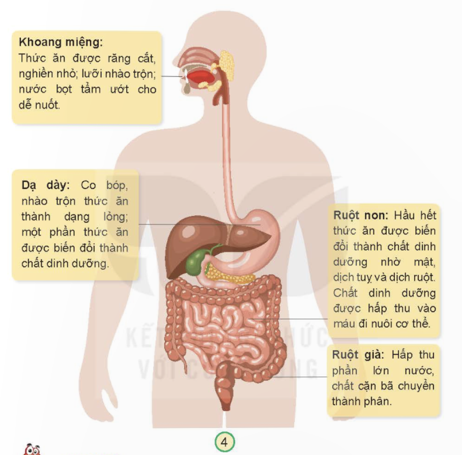 MỞ ĐẦU