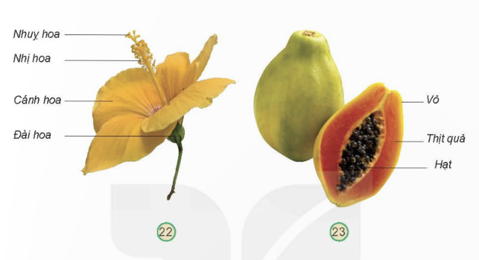 MỞ ĐẦU
