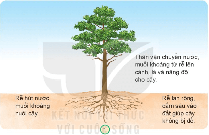 MỞ ĐẦU